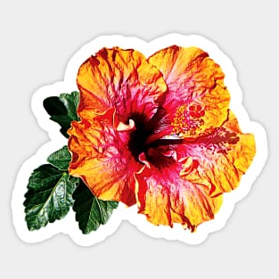 Hibiscus - Orange and Red Hibiscus Sticker